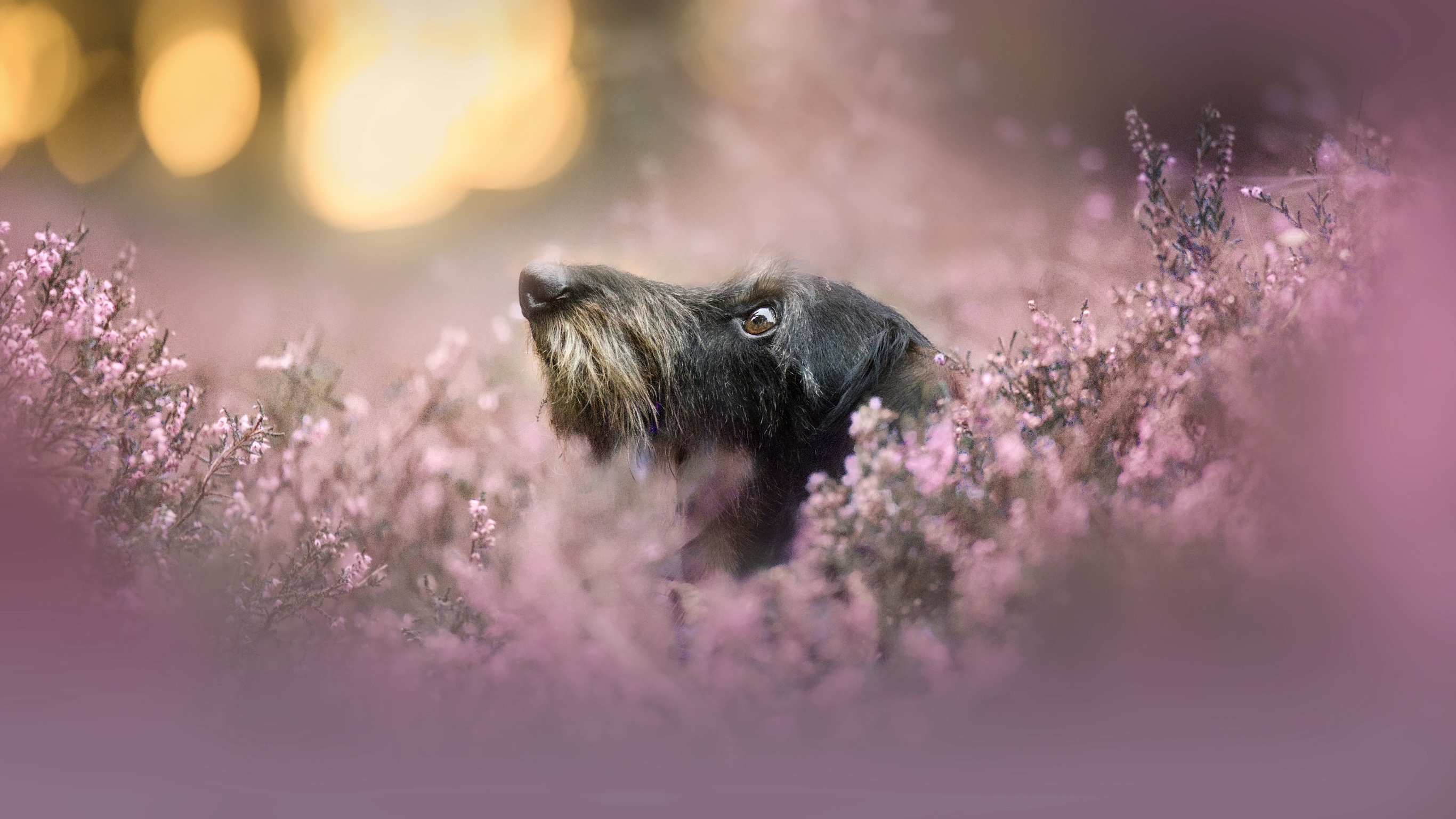 Hunde