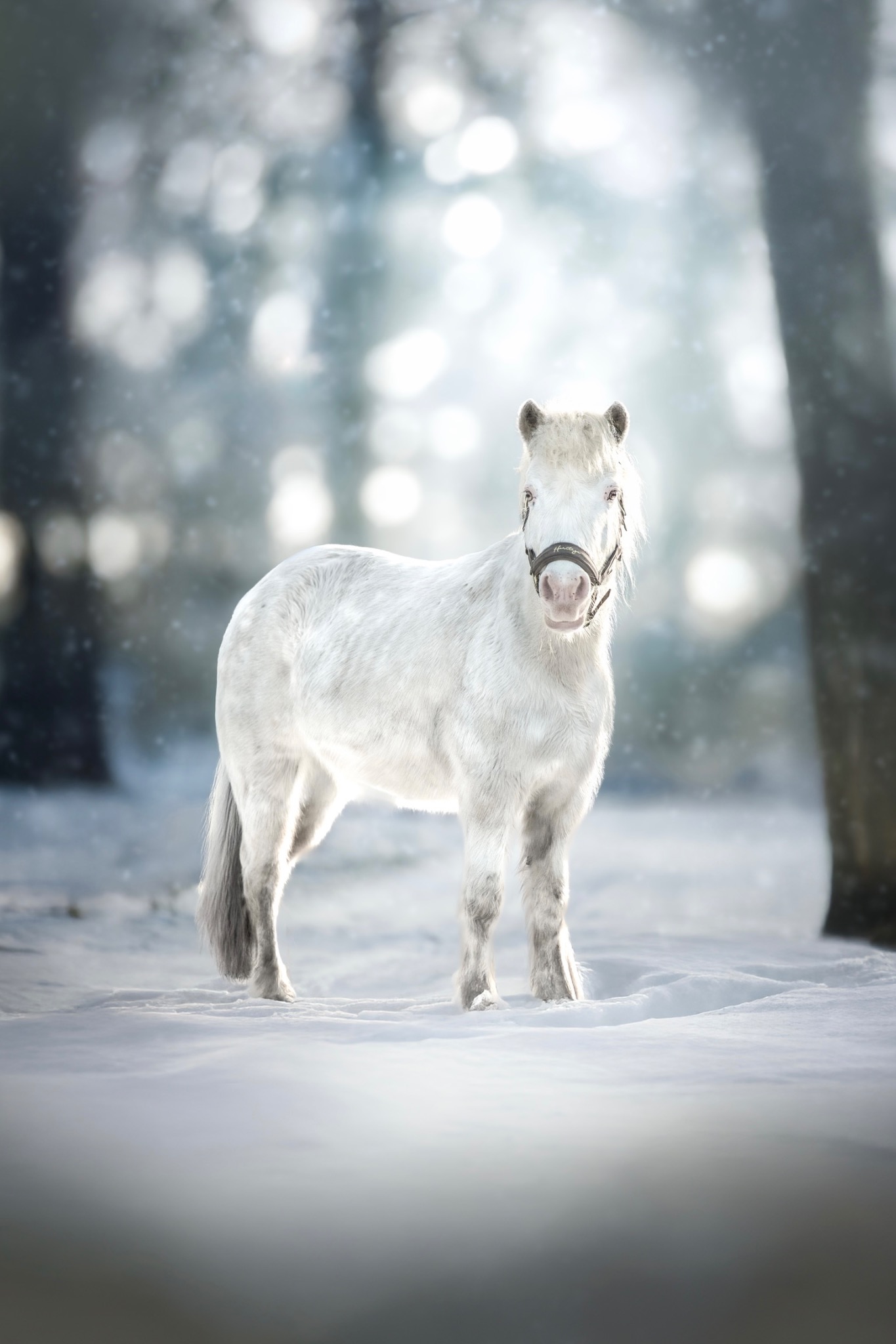 Weißes Pferd im Schnee